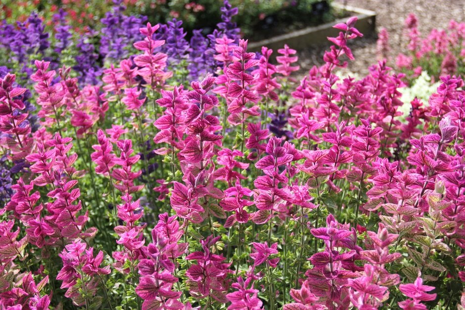 <i>Salvia</i> <i>viridis</i> [<span style="font-variant: small-caps;">Bouquet Mixed</span>]